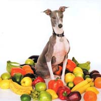 Shellac — Excellent Italian Greyhound